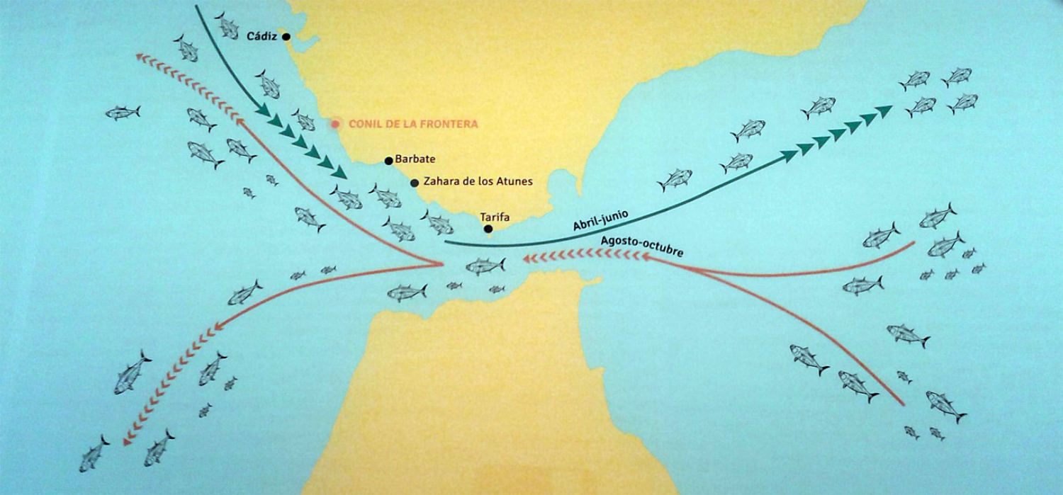 Tuna Migration routes (from La Chanca Cultural Centre museum)